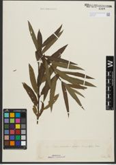 Foto von Salix purpurea L. x Salix viminalis L.